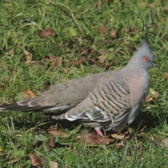 Ocyphaps lophotes (Crested Pigeon) at Pollinator-friendly garden Conder - 28 May 2021 by michaelb