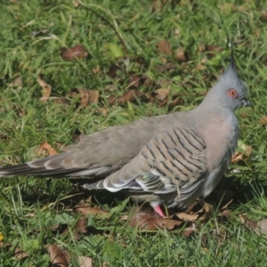 Ocyphaps lophotes at Conder, ACT - 28 May 2021