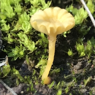 Lichenomphalia chromacea (Yellow Navel) at Point 4081 - 10 Aug 2021 by MattFox