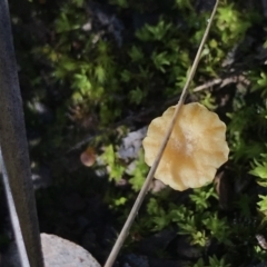 Lichenomphalia chromacea at Holt, ACT - 11 Aug 2021 09:00 AM