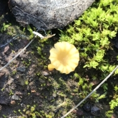 Lichenomphalia chromacea at Holt, ACT - 11 Aug 2021