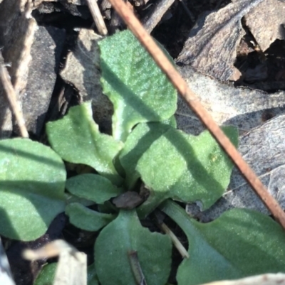 Speculantha rubescens (Blushing Tiny Greenhood) at Holt, ACT - 11 Aug 2021 by MattFox