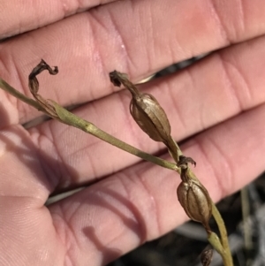 Speculantha rubescens at Holt, ACT - 11 Aug 2021