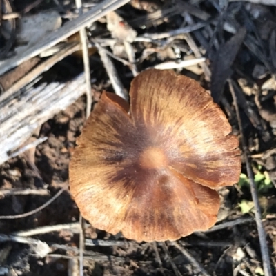 Unidentified Cap on a stem; gills below cap [mushrooms or mushroom-like] at Aranda Bushland - 11 Aug 2021 by MattFox