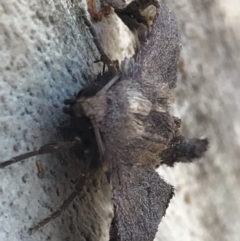 Amphiclasta lygaea (Ragged Geometrid) at Holt, ACT - 11 Aug 2021 by MattFox