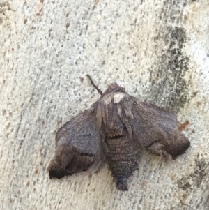 Amphiclasta lygaea at Holt, ACT - 11 Aug 2021 10:22 AM