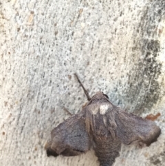 Amphiclasta lygaea at Holt, ACT - 11 Aug 2021 10:22 AM