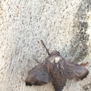 Amphiclasta lygaea at Holt, ACT - 11 Aug 2021 10:22 AM