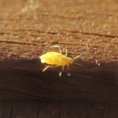 Aphididae (family) (Unidentified aphid) at Conder, ACT - 27 May 2021 by michaelb