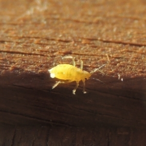 Aphididae (family) at Conder, ACT - 27 May 2021 04:26 PM