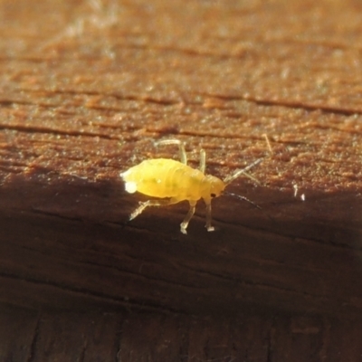 Aphididae (family) (Unidentified aphid) at Pollinator-friendly garden Conder - 27 May 2021 by michaelb