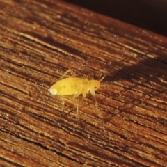 Aphididae (family) at Conder, ACT - 27 May 2021 04:26 PM