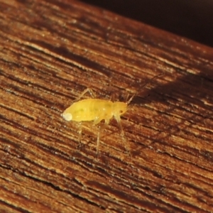 Aphididae (family) at Conder, ACT - 27 May 2021 04:26 PM