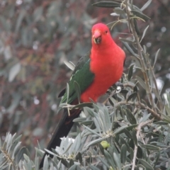 Alisterus scapularis (Australian King-Parrot) at Pollinator-friendly garden Conder - 23 May 2021 by michaelb