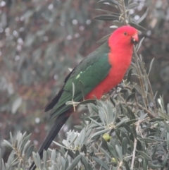 Alisterus scapularis at Conder, ACT - 24 May 2021