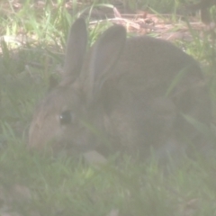 Oryctolagus cuniculus (European Rabbit) at Conder, ACT - 28 Jun 2021 by michaelb