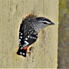 Pardalotus punctatus (Spotted Pardalote) at Acton, ACT - 10 Aug 2021 by JohnBundock