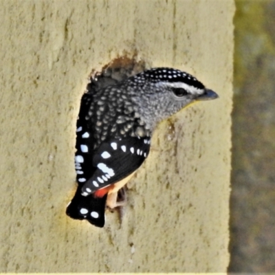 Pardalotus punctatus (Spotted Pardalote) at Acton, ACT - 10 Aug 2021 by JohnBundock