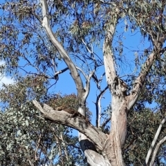 Varanus varius (Lace Monitor) at Albury - 10 Aug 2021 by alburycityenviros