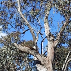 Varanus varius at Hamilton Valley, NSW - 10 Aug 2021