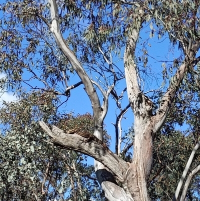 Varanus varius (Lace Monitor) at Hamilton Valley, NSW - 10 Aug 2021 by alburycityenviros