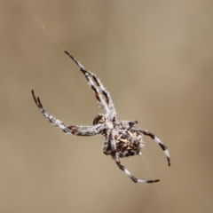 Backobourkia sp. (genus) (An orb weaver) at Gundaroo, NSW - 21 Feb 2021 by Gunyijan