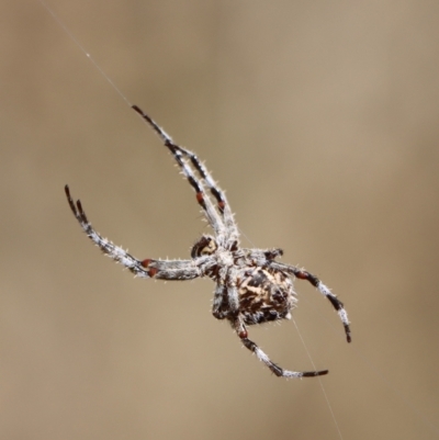 Backobourkia sp. (genus) (An orb weaver) at Gundaroo, NSW - 22 Feb 2021 by Gunyijan