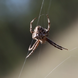 Backobourkia (genus) at Gundaroo, NSW - 22 Feb 2021 10:18 AM