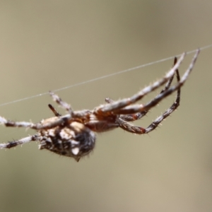 Backobourkia sp. (genus) at Gundaroo, NSW - 22 Feb 2021
