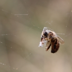 Backobourkia (genus) at Gundaroo, NSW - 22 Feb 2021 10:18 AM