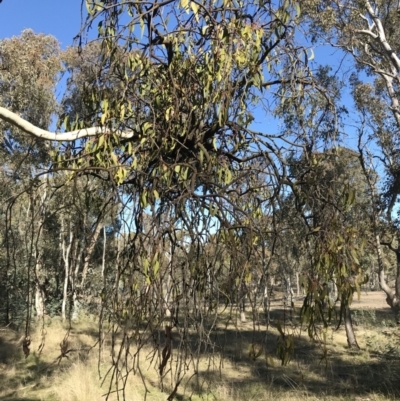 Amyema miquelii (Box Mistletoe) at Forde, ACT - 5 Aug 2021 by Tapirlord