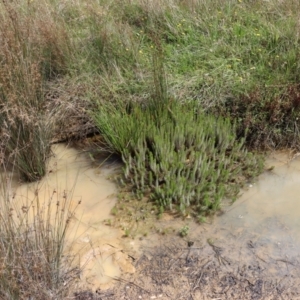 Myriophyllum sp. at Gundaroo, NSW - 22 Feb 2021