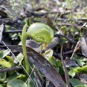 Pterostylis nutans at Jerrabomberra, NSW - suppressed