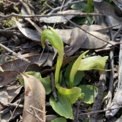 Pterostylis nutans at Jerrabomberra, NSW - suppressed