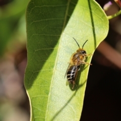 Trichocolletes sp. (genus) (Spring Bee) at QPRC LGA - 10 Aug 2021 by cherylhodges