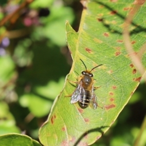 Trichocolletes sp. (genus) at Jerrabomberra, NSW - 10 Aug 2021