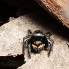 Salticidae sp. 'Golden palps' (Unidentified jumping spider) at Downer, ACT - 11 Aug 2021 by Roger