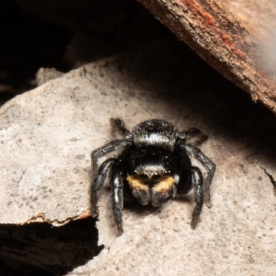 Salticidae sp. 'Golden palps' (Unidentified jumping spider) at Black Mountain - 11 Aug 2021 by Roger