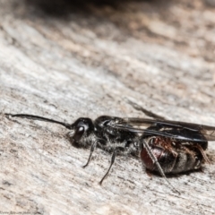 Thynninae (subfamily) (Smooth flower wasp) at Black Mountain - 11 Aug 2021 by Roger