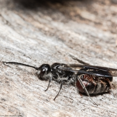 Thynninae (subfamily) (Smooth flower wasp) at Black Mountain - 11 Aug 2021 by Roger