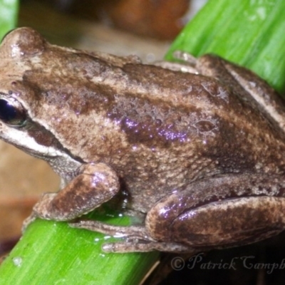 Litoria verreauxii verreauxii (Whistling Tree-frog) at Faulconbridge, NSW - 11 Aug 2021 by PatrickCampbell