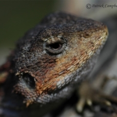 Rankinia diemensis (Mountain Dragon) at Blue Mountains National Park - 11 Aug 2021 by PatrickCampbell