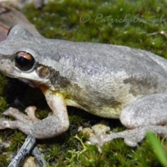 Litoria quiritatus (Screaming Tree Frog) at Blue Mountains National Park, NSW - 27 Jul 2021 by PatrickCampbell