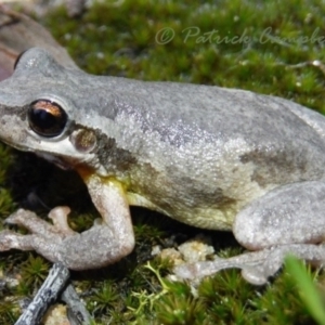 Litoria quiritatus at Blue Mountains National Park, NSW - 27 Jul 2021