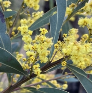 Acacia rubida at Majura, ACT - 25 Jul 2021 03:46 PM