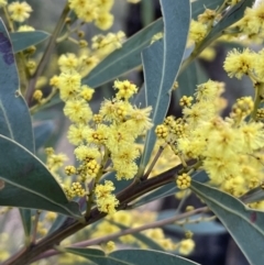 Acacia rubida (Red-stemmed Wattle, Red-leaved Wattle) at Majura, ACT - 25 Jul 2021 by JaneR