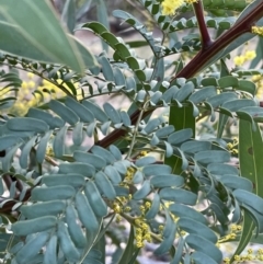 Acacia rubida at Majura, ACT - 25 Jul 2021