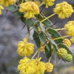 Acacia paradoxa (Kangaroo Thorn) at Majura, ACT - 25 Jul 2021 by JaneR