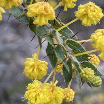 Acacia paradoxa (Kangaroo Thorn) at Majura, ACT - 25 Jul 2021 by JaneR