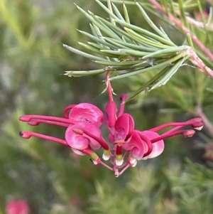 Grevillea rosmarinifolia subsp. rosmarinifolia at Campbell, ACT - 25 Jul 2021